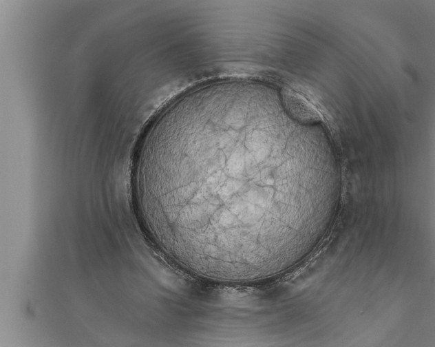 X0000111510346200908041227