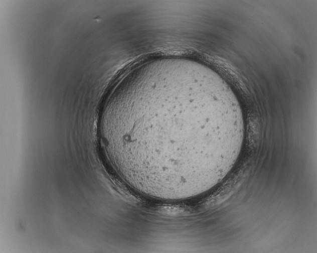 X0000111510596200908041224