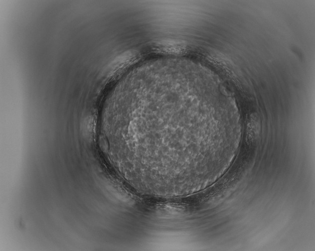 X0000111510739200908041222