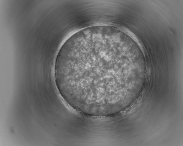 X0000111510811200908041221