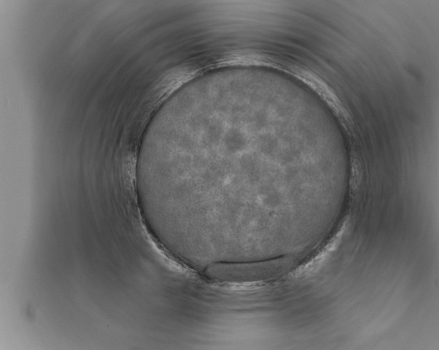 X0000111510849200908041221