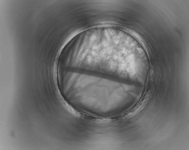 X0000111510859200908041221