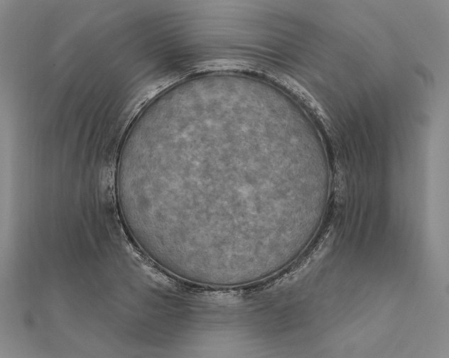 X0000111510937200908041219