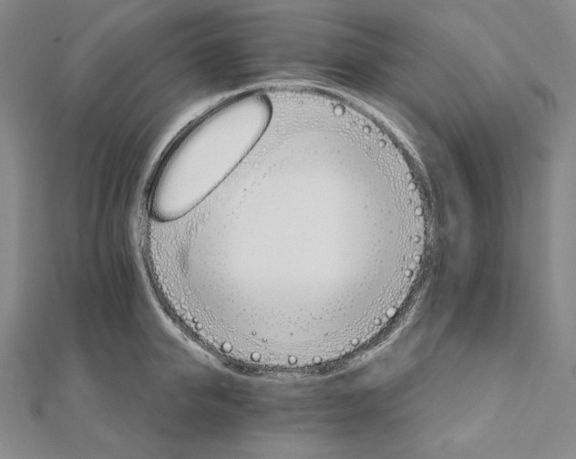 X0000111510950200908041220