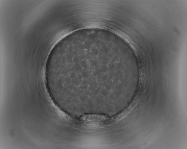 X0000111510991200908041219