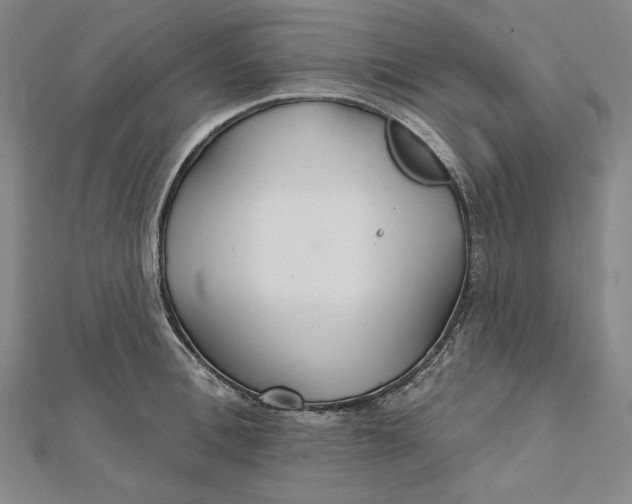 X0000111510996200908041219