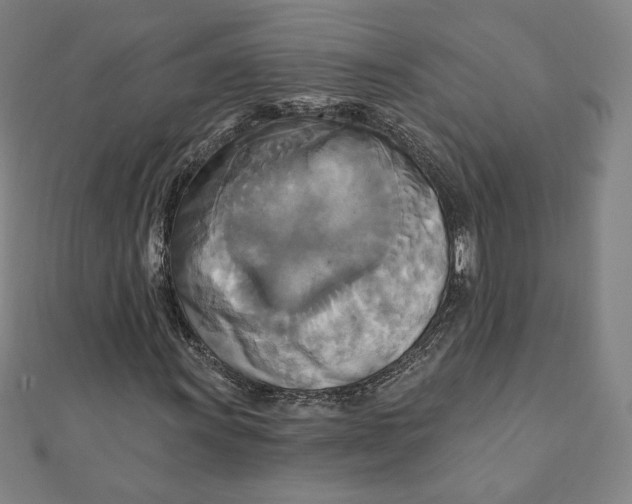X0000111511011200908041218