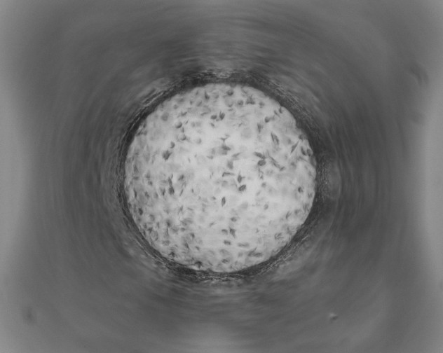 X0000111511105200908041217