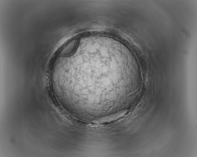 X0000111511208200908041215