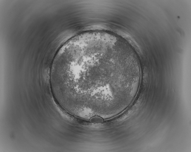 X0000111511233200908041216