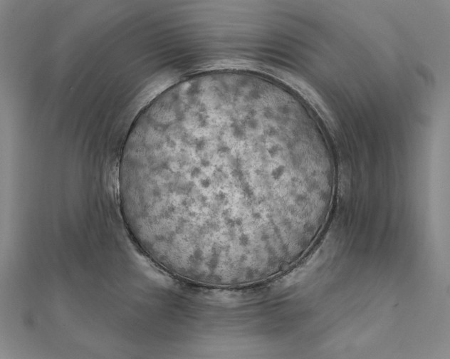X0000111511241200908041216
