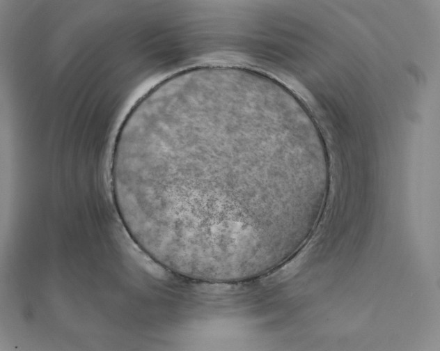 X0000111511248200908041216