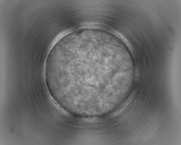 X0000111511386200908041213