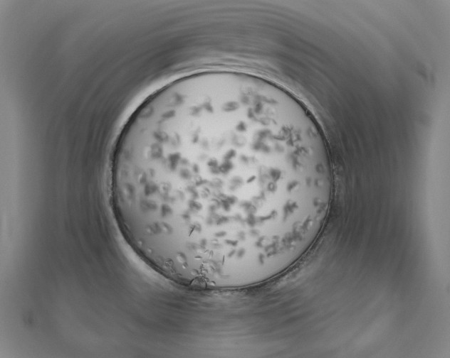 X0000111511531200908041211
