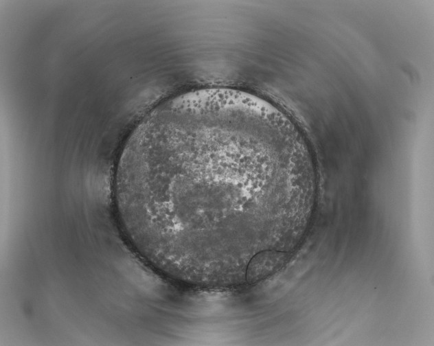 X0000111510065200908111318