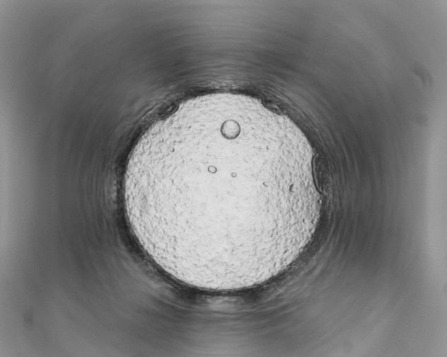 X0000111510268200908111315