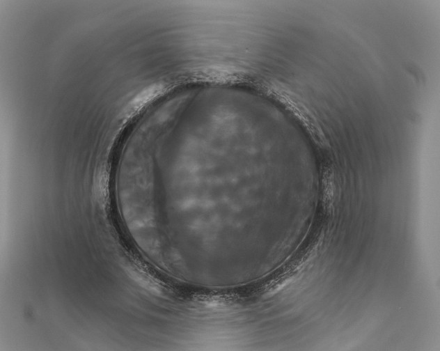 X0000111510679200908111309
