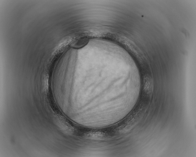X0000111510685200908111309