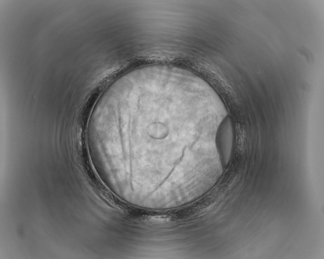 X0000111510692200908111309
