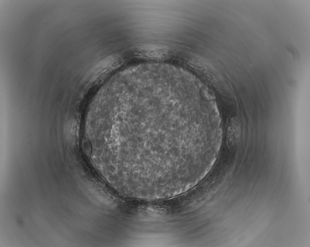 X0000111510739200908111308