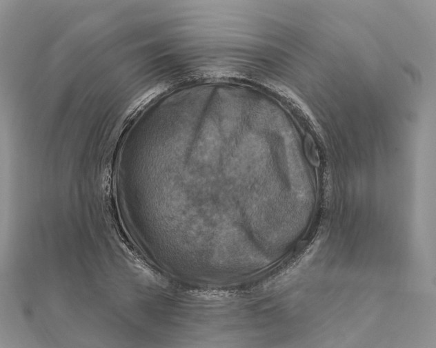 X0000111510785200908111308