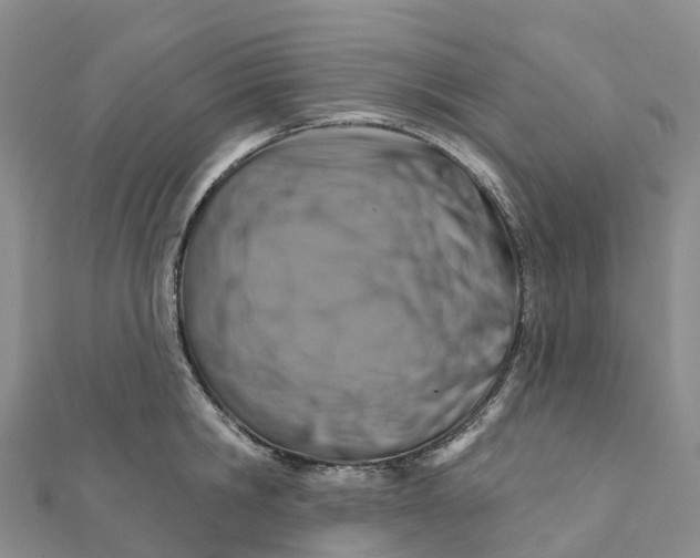 X0000111510806200908111308