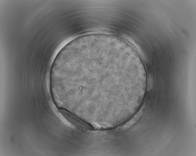 X0000111510812200908111307