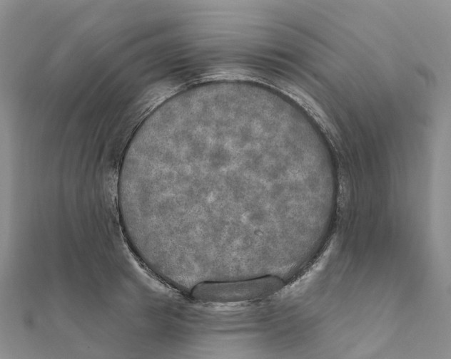 X0000111510849200908111307