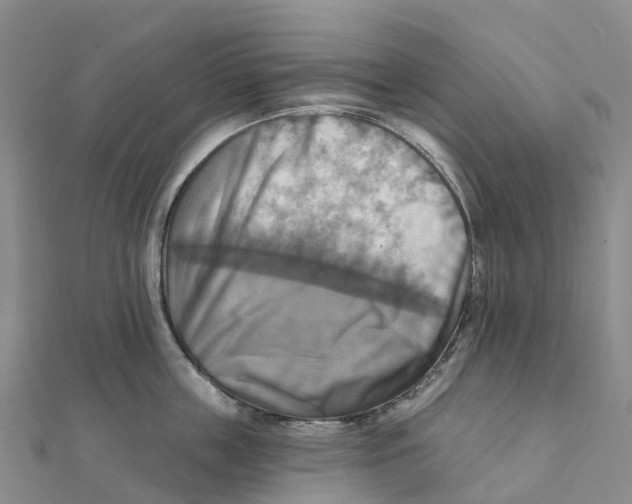 X0000111510859200908111307