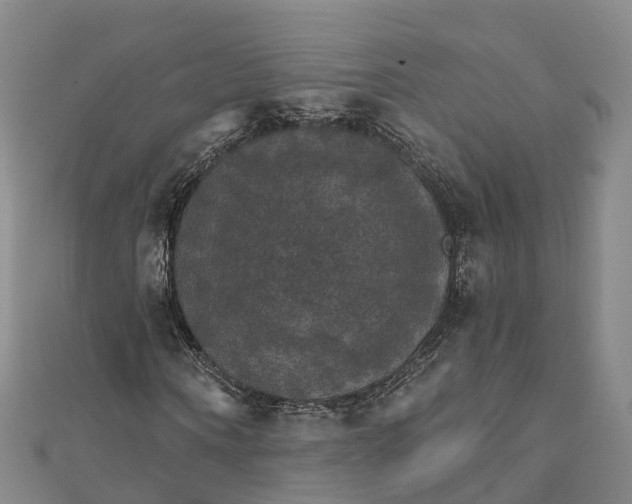 X0000111510866200908111307