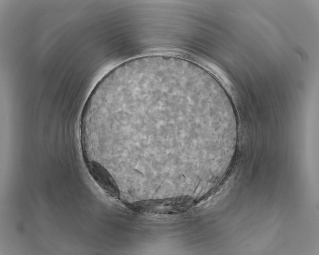 X0000111510907200908111306