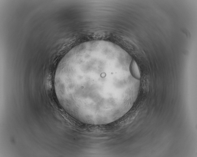 X0000111510962200908111305