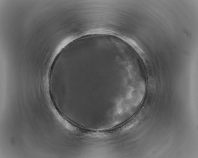 X0000111510998200908111305