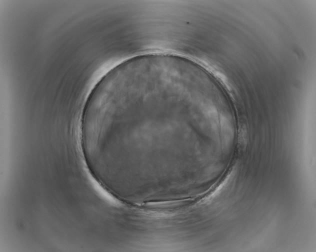 X0000111511239200908111302