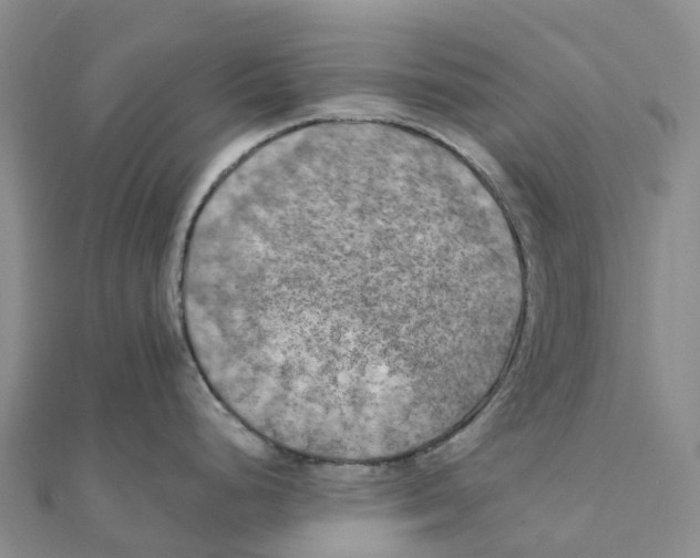 X0000111511248200908111302