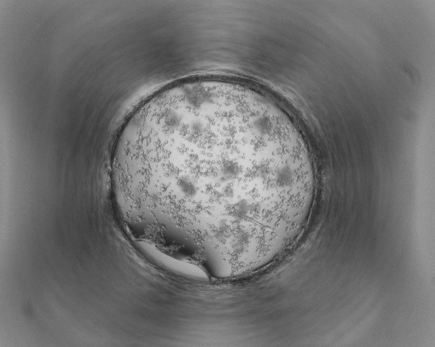 X0000111511363200908111259
