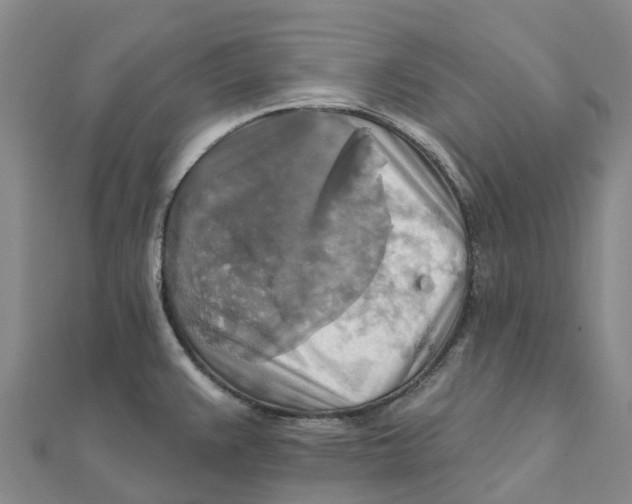 X0000111511383200908111259