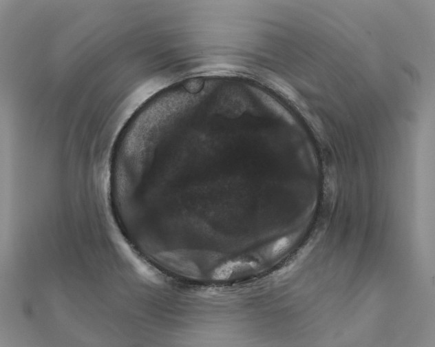 X0000111511418200908111259