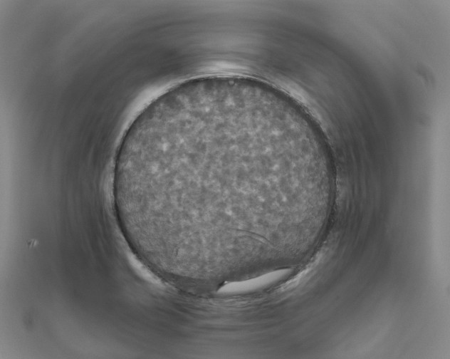 X0000111511421200908111259