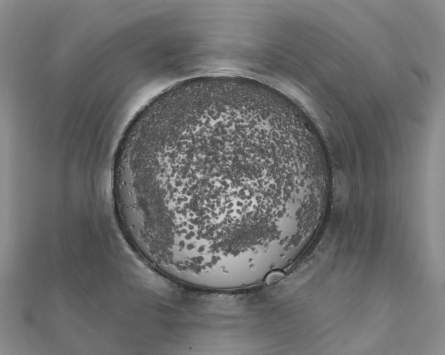 X0000111511424200908111259