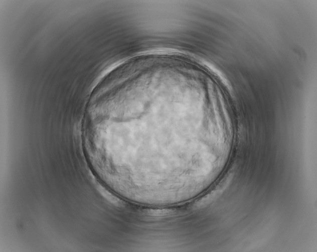 X0000111511425200908111259