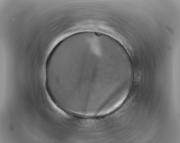 X0000111511515200908111257