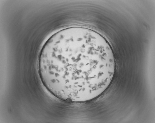 X0000111511531200908111258