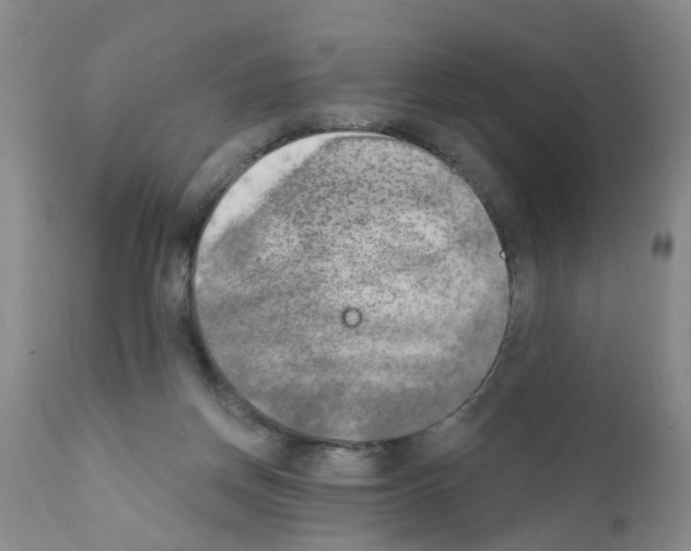 X0000111510166200908251121