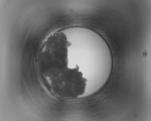 X0000111510626200908251113