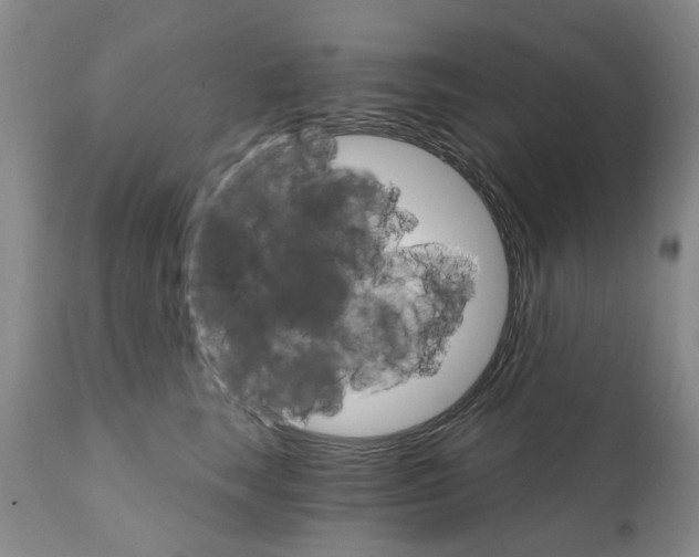 X0000111510663200908251114
