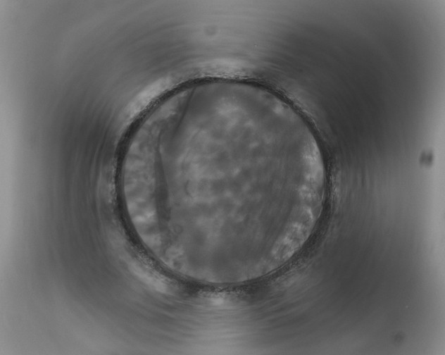 X0000111510679200908251113