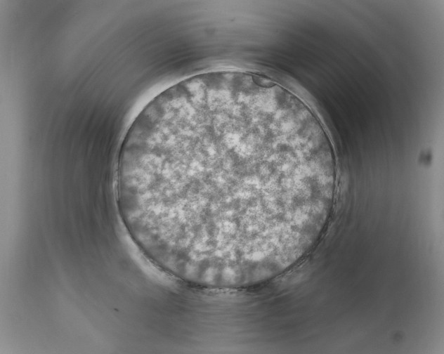 X0000111510811200908251111