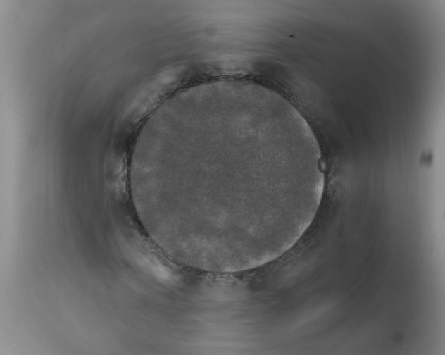 X0000111510866200908251110