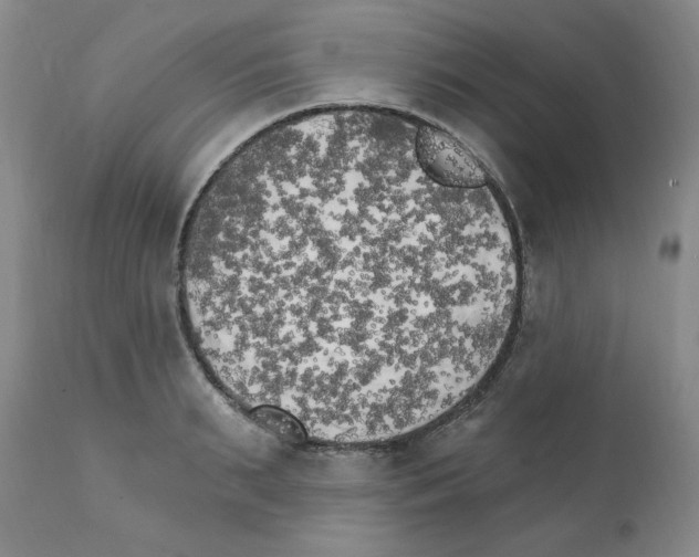 X0000111510895200908251110